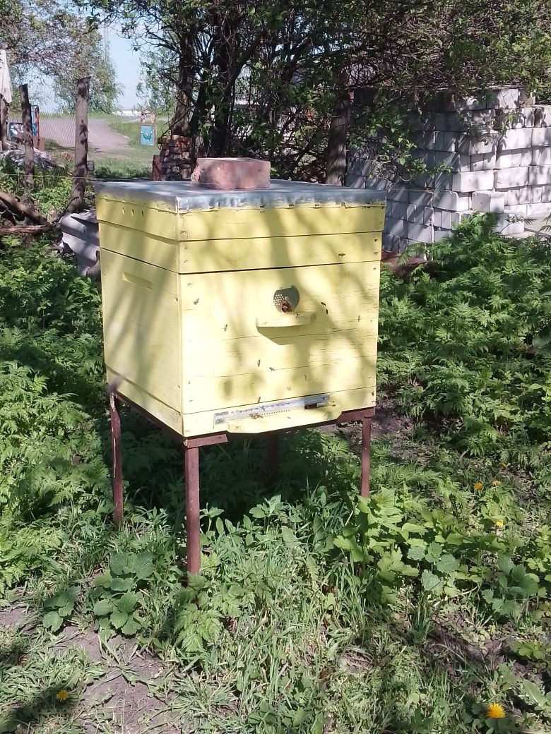 Продам пчелопакет