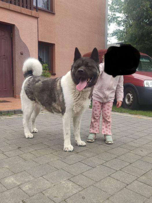Oddam Za Darmo Suczka Dorosła Akita Amerykańska