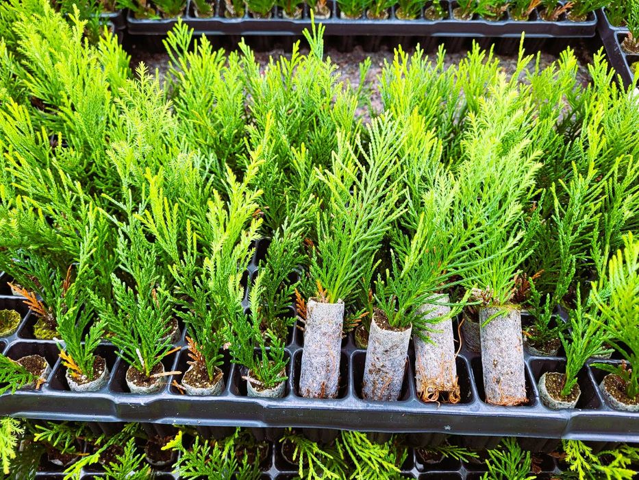 tuja szmaragd, brabant , jałowiec , laurowiśnia