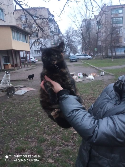 Черепашкова красуня