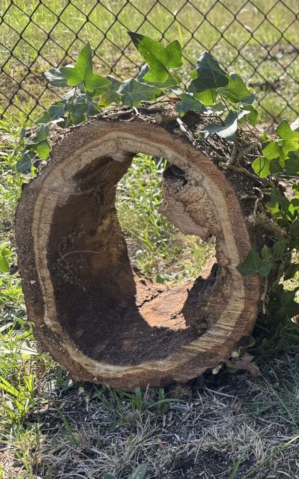 Kora drewna wydrążony pień wiśni drewno pieniek z dziurą wiśnia