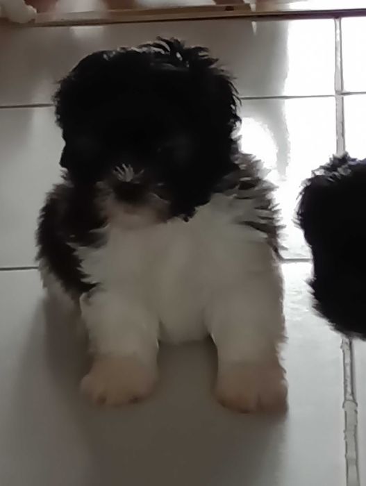 Piesek Shih Tzu gotowy na zmianę domu