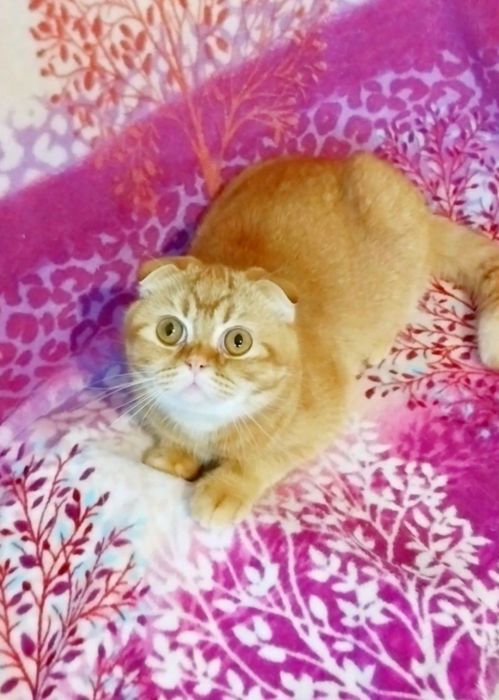 Чудо хлопчик Золотий красунчик шиншилка