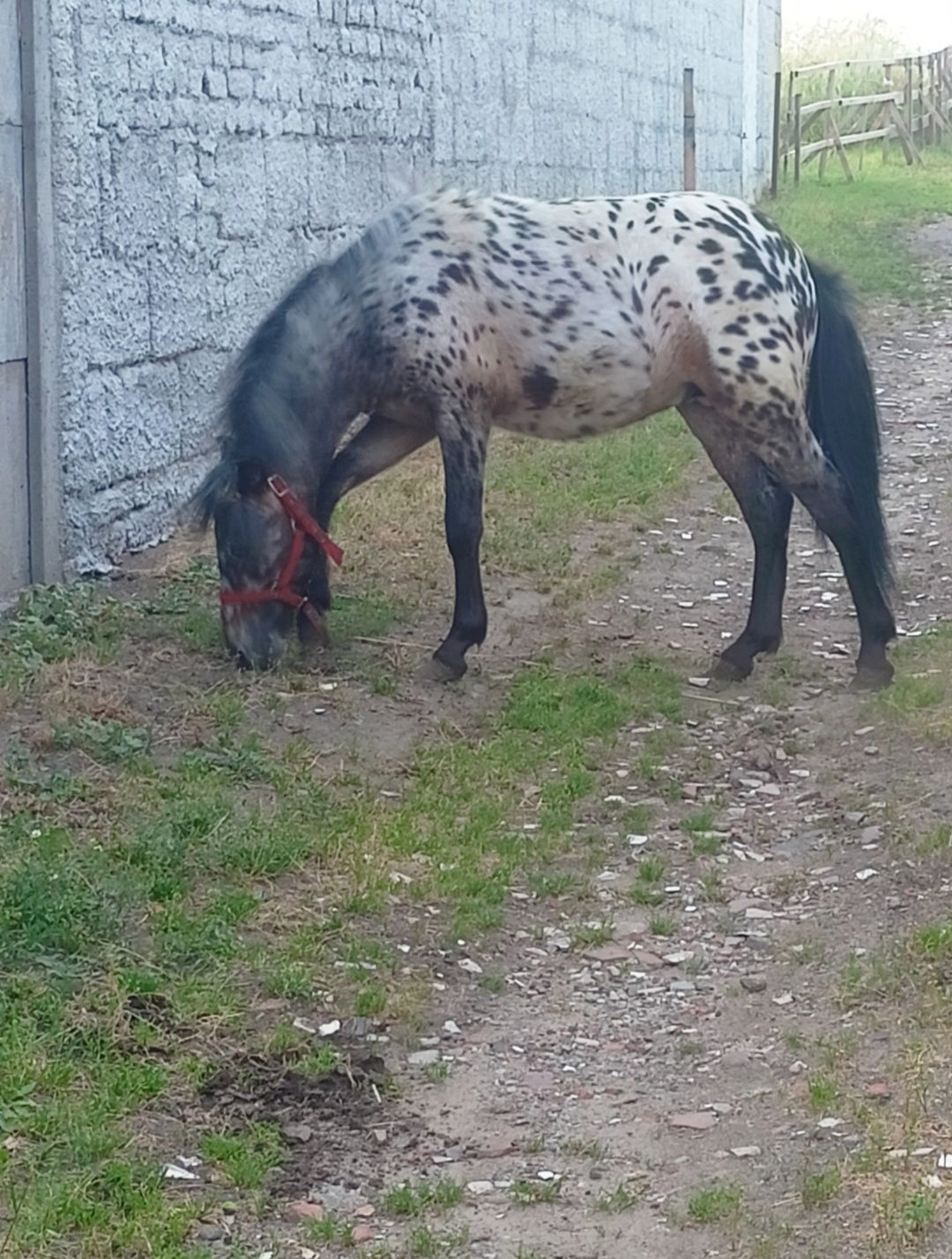 Kucyk maści tarantowatej