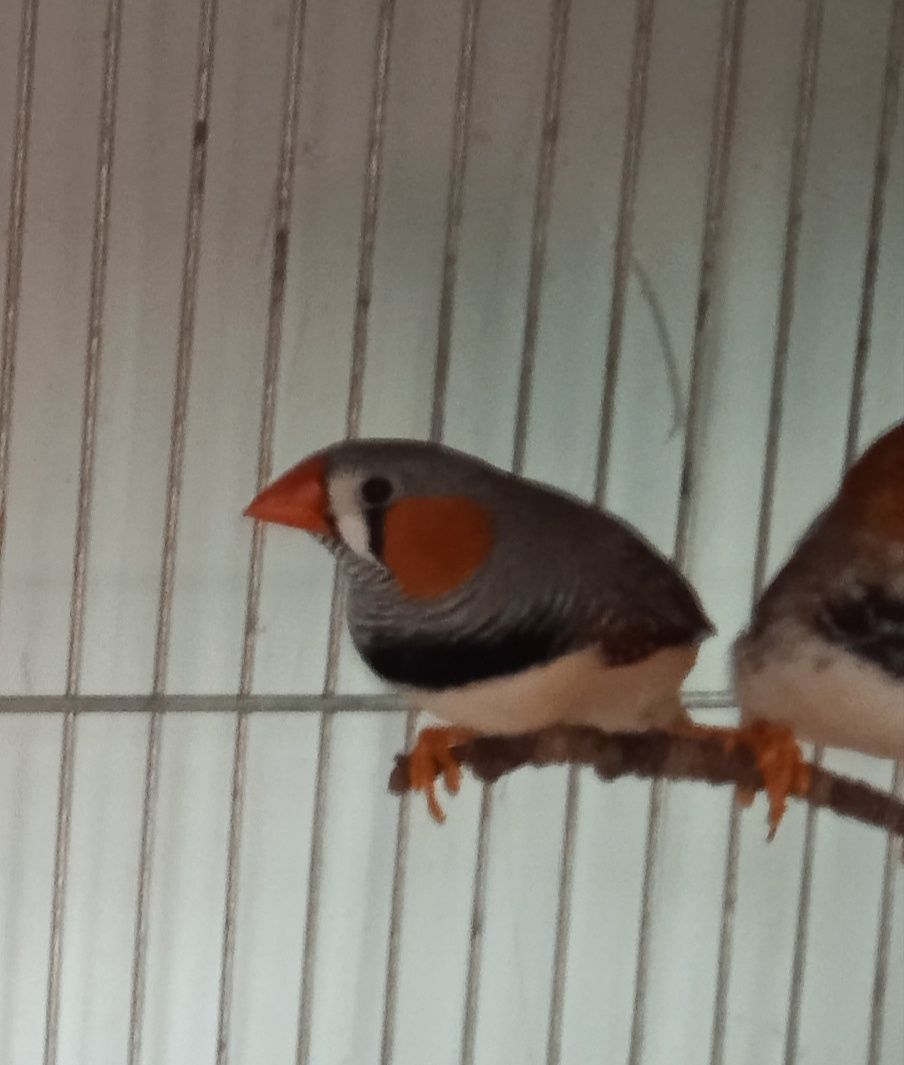 Aves exóticas desde 3€ (kakarikis, mandarins, periquitos, lacres e +)