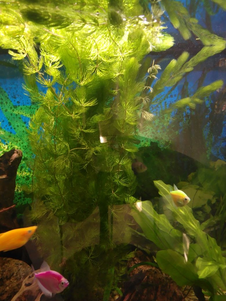 Rogatek, żabienice, nadwódka, kryptokoriny roślina do akwarium i oczka