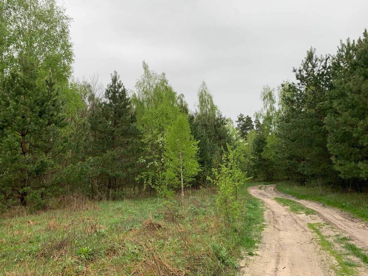 Земельна ділянка прямо серед лісу в Київькій області. Ціна за 1Га