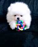 Szpic Miniaturowy Pomeranian w typie misia przepiękny
