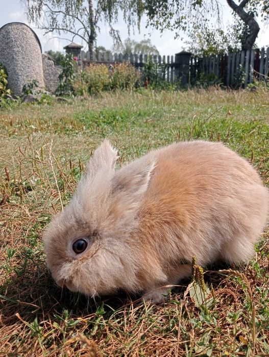 Продам декоративного кролика