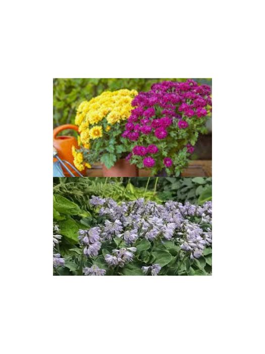 Садові     квіти