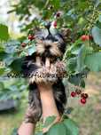 York, Yorkshire terrier FCI ZKwP