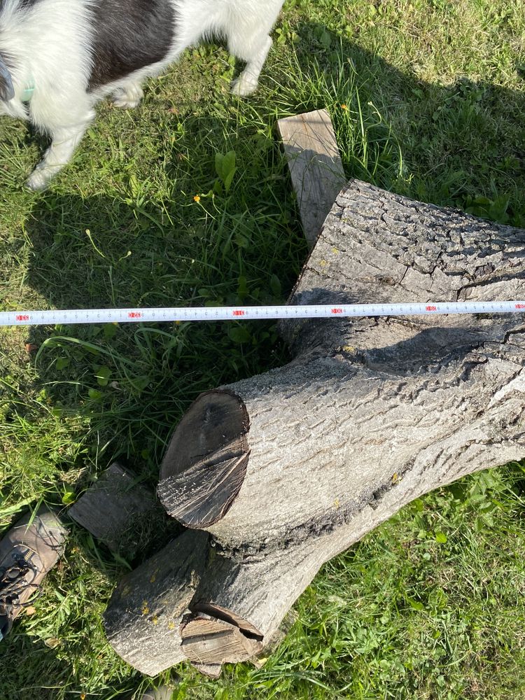 Drzewo orzech 300 cm