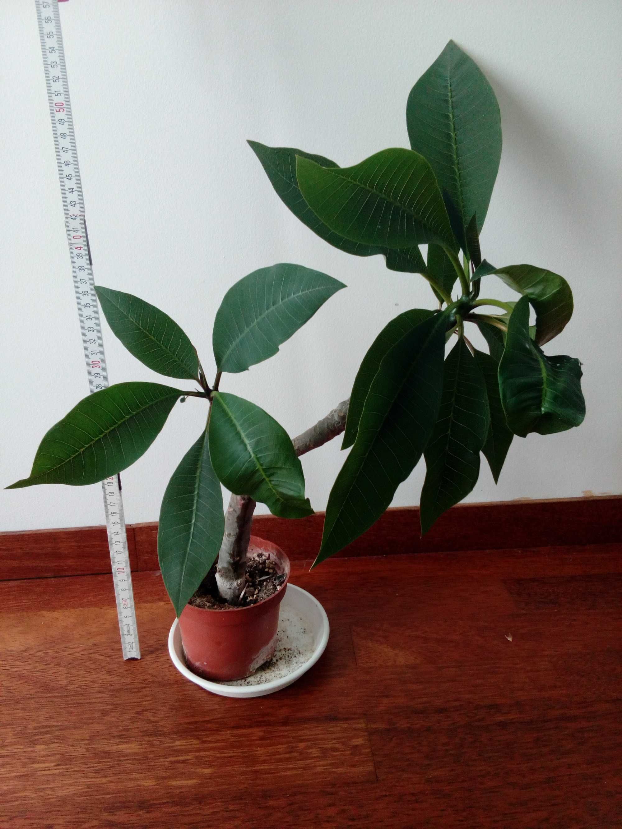 Plumeria 50 cm (dwie gałązki) kwiat Lei