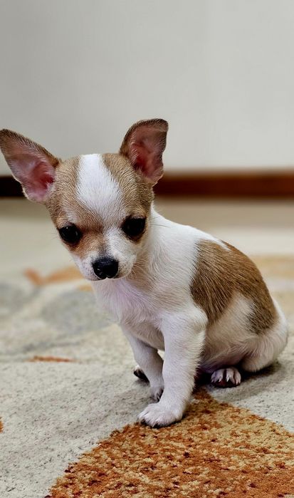 Chihuahua Pêlo Curto