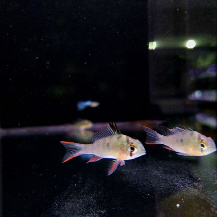 Pielęgniczka boliwijska