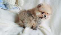 Szpic miniaturowy pomeranian WYBITNY ÷ puchaty chlopczyk ÷ CUDO