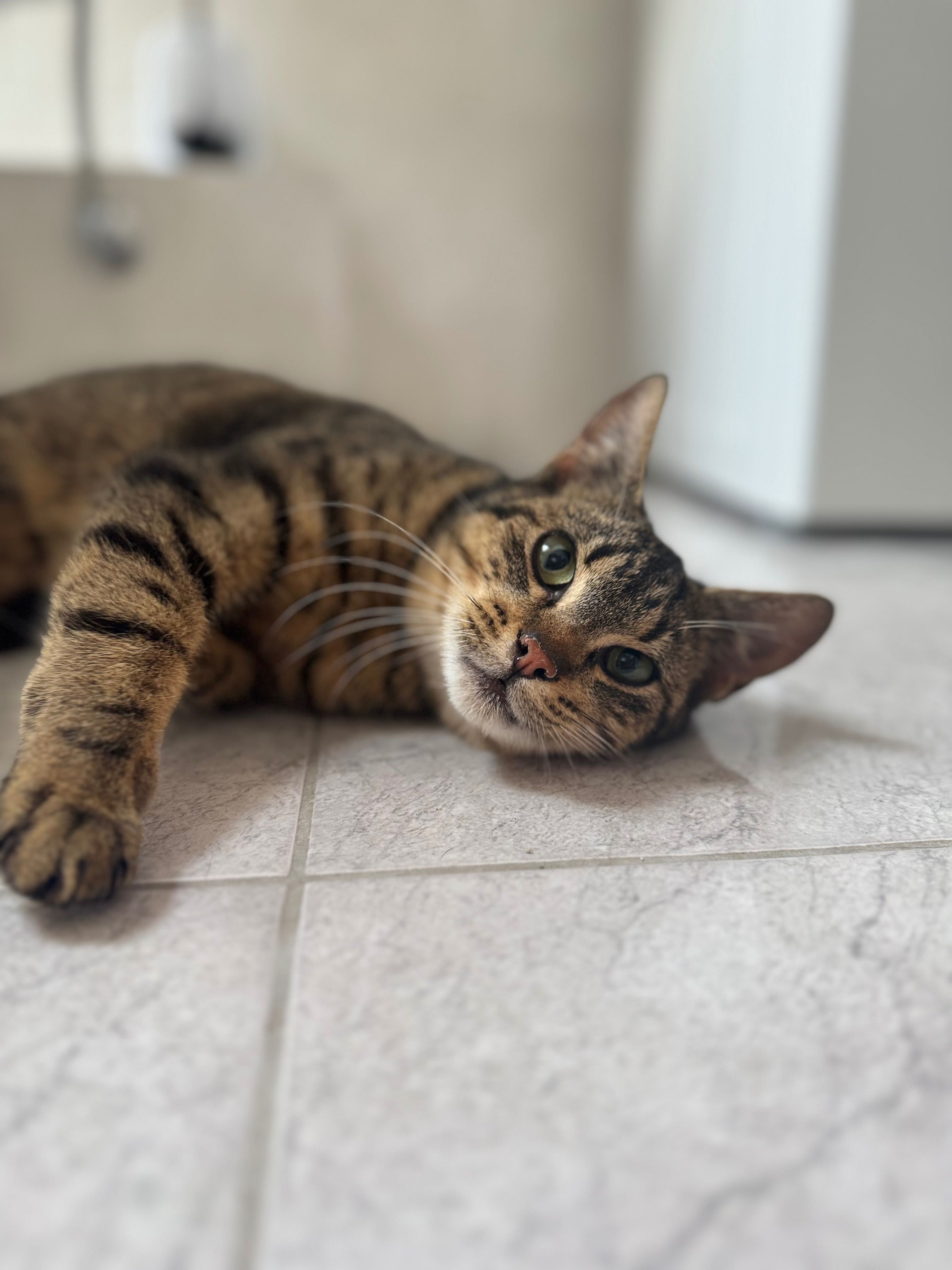 Piękny kotek do adopcji