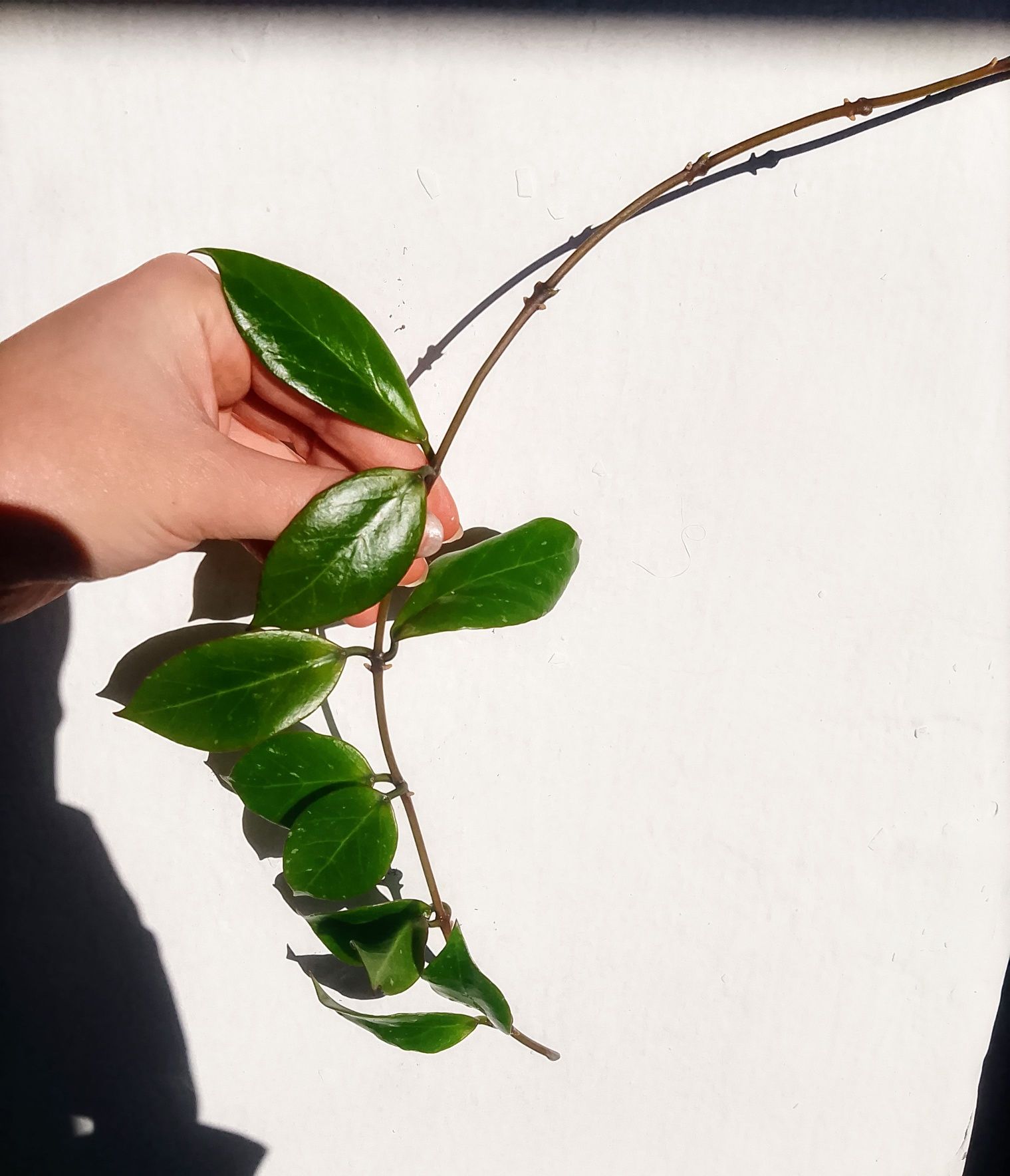 Syngonium monstera hoya variegata varie bondiealbomarginata epi