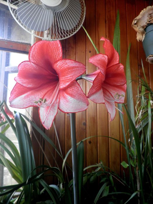 Гиппеаструм Charisma x Dansing Queen