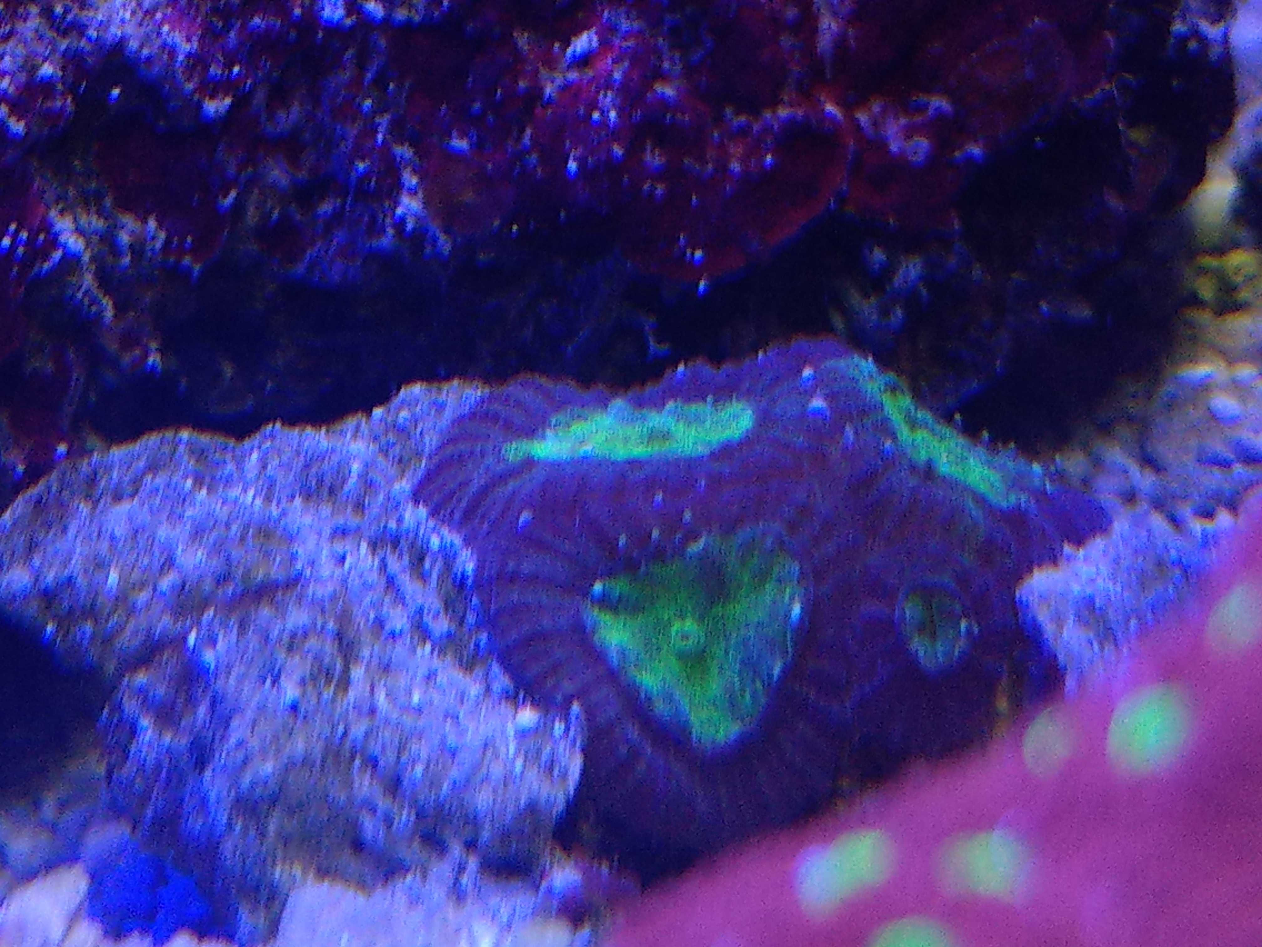 Favia Alien Eye LPS