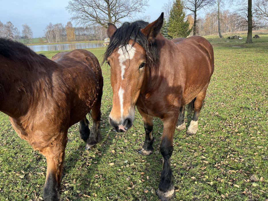 Klacz zimnokrwista gniada