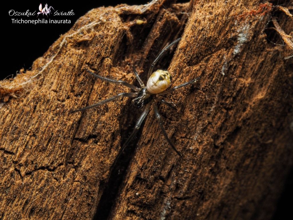 Trichonephila inaurata L2