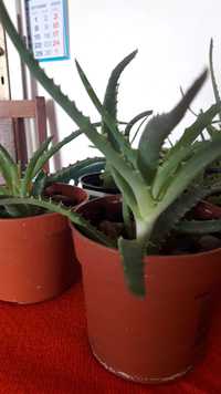 Aloes, roślina lecznicza