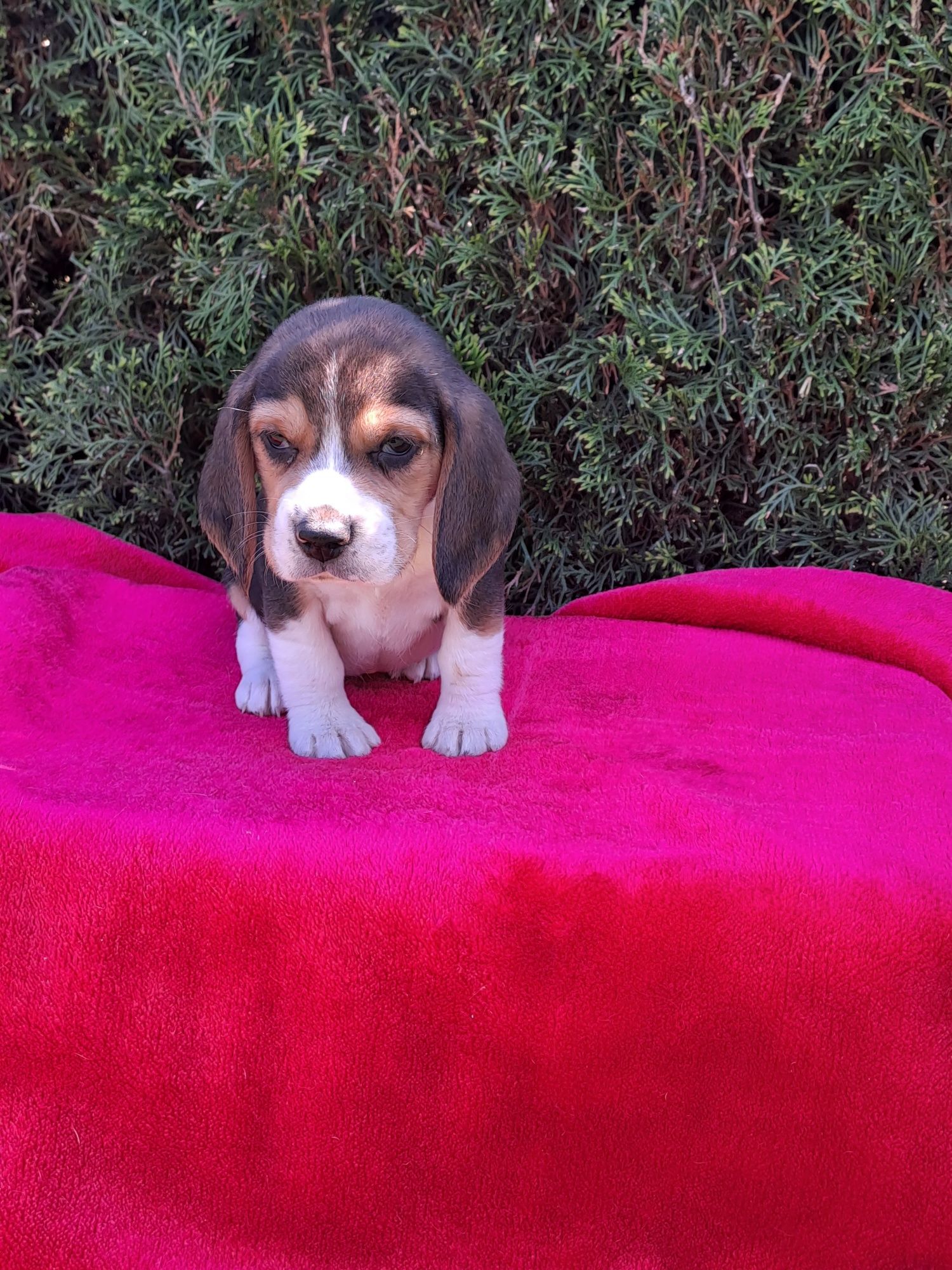 Szczeniak beagle.