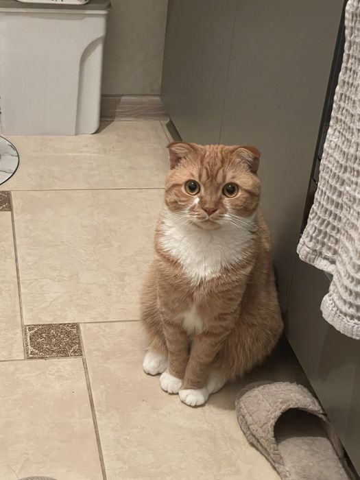 віддам у добрі руки