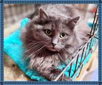 Грейс - пухнаста сіра кішка, 1 рік, стерил, вакцин.