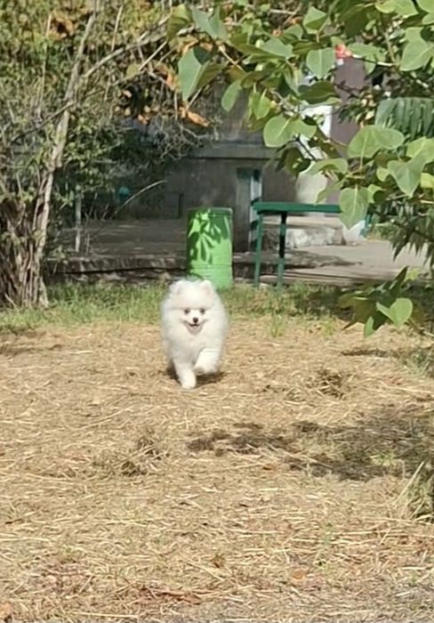 Белая пушинка! Померашка на ладошку! Лучший подарок Любимой! Киев.