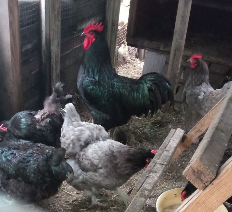 Джерсійський гігант інкубаційні яйця