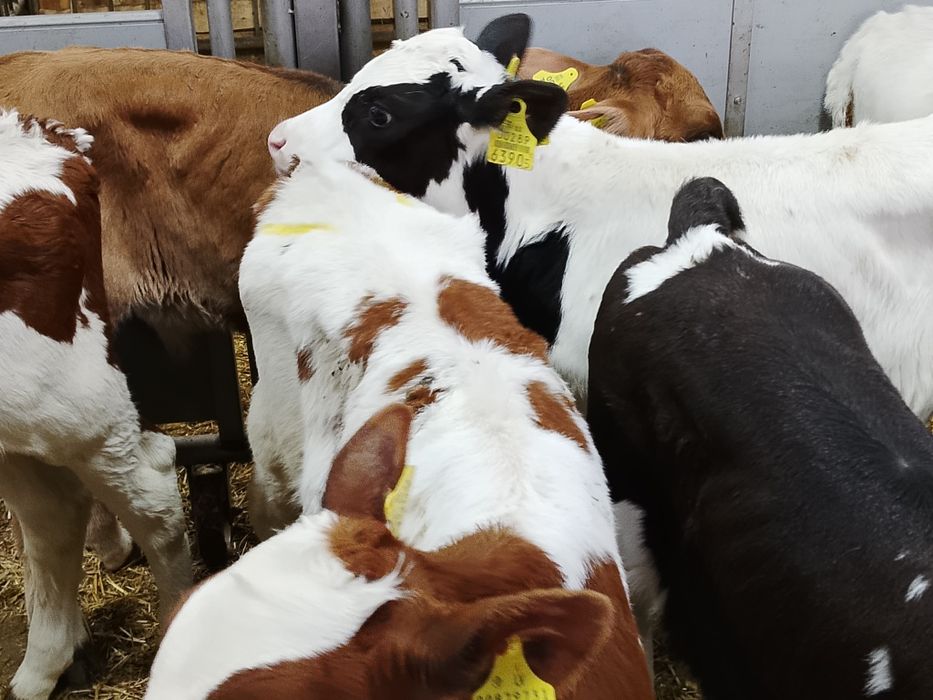 Sprzedam byczki ze zdjęcia samodzielne.