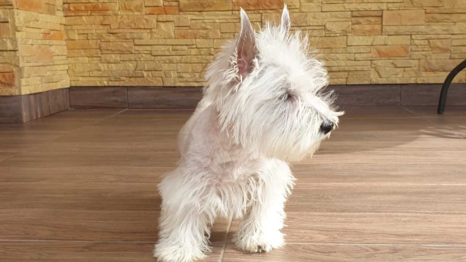 West Highland white terrier. piękny. Super charakter.