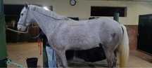 Cavalo montado letra P