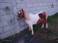 Vendo pónei e cavalo irsh cob puro