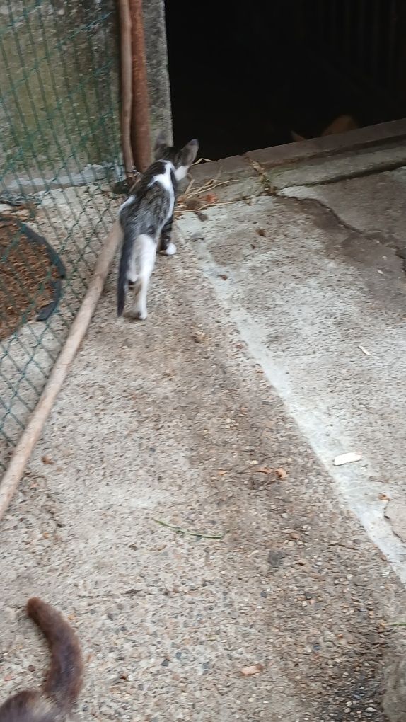 Gatos para adoção
