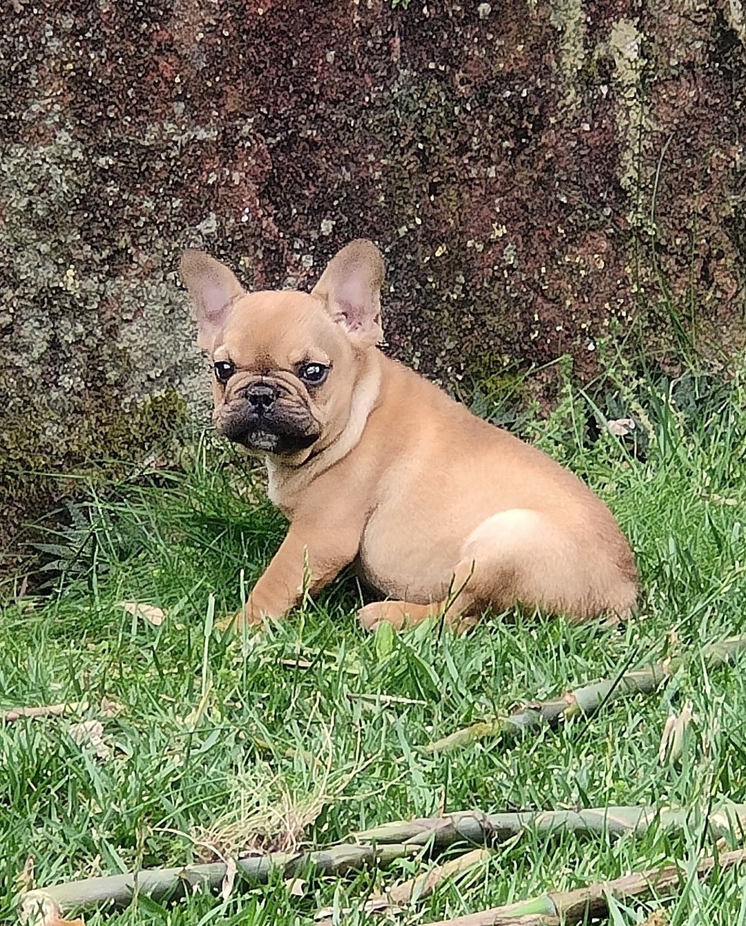 Bulldog Francês Red Fawn