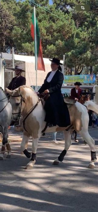 Cavalo malhado para venda