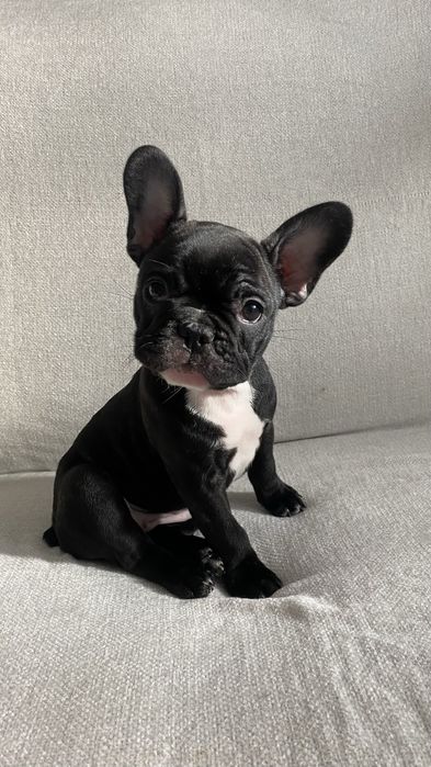 Дівчинка французького бульдога