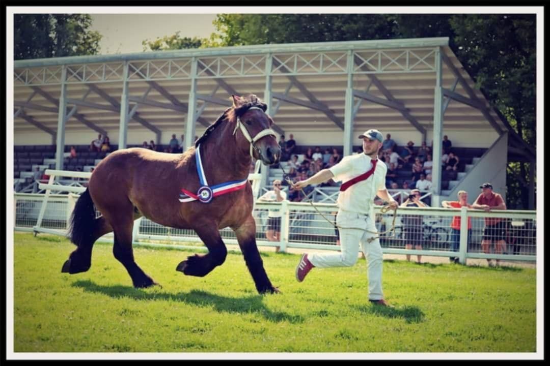 Sprzedam ogiera ard.Bel. Mistral De Maucourt czempion Francji z 2024 r