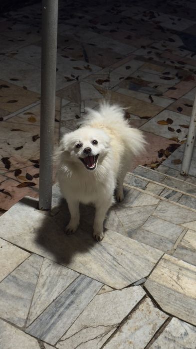 Німецький шпіц 1 рік