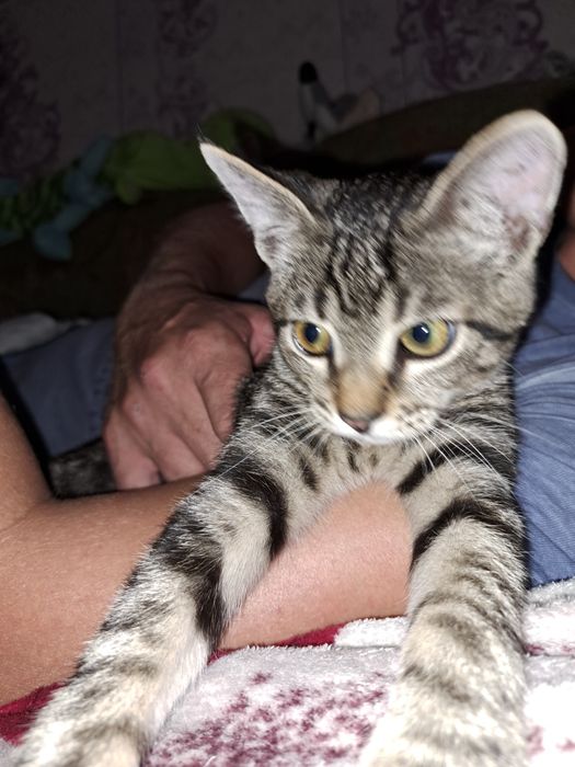 Кот кот кот кот котик