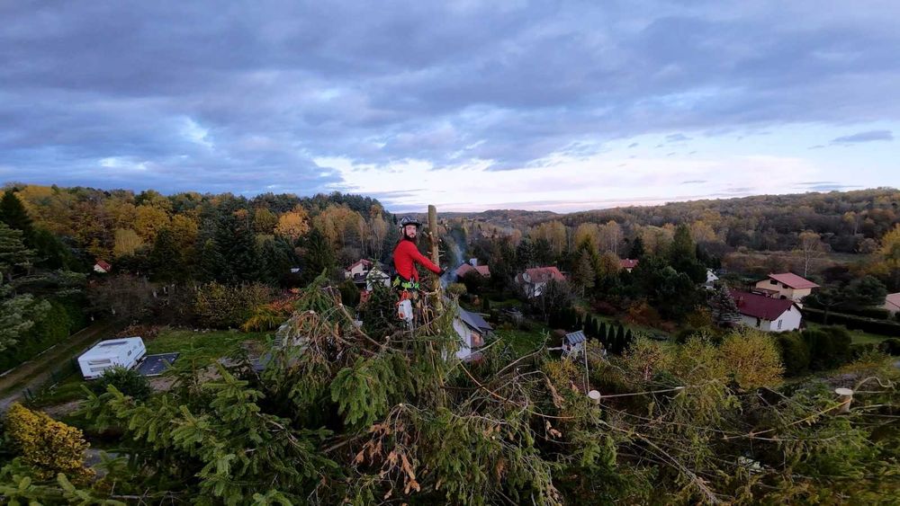 Pielęgnacja i wycinka drzew