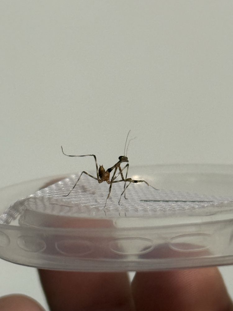 Pseudempusa pinnapavonis L2