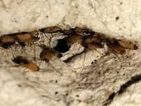 Karaczany tureckie (Shelfordella lateralis) wylęg