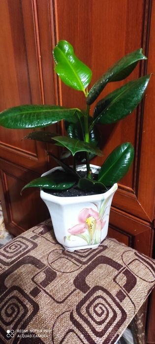 Фикус каучуковый