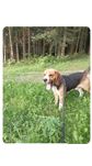 Beagle  Tricolor