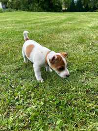 Szczeniaki Jack Russel Terrier