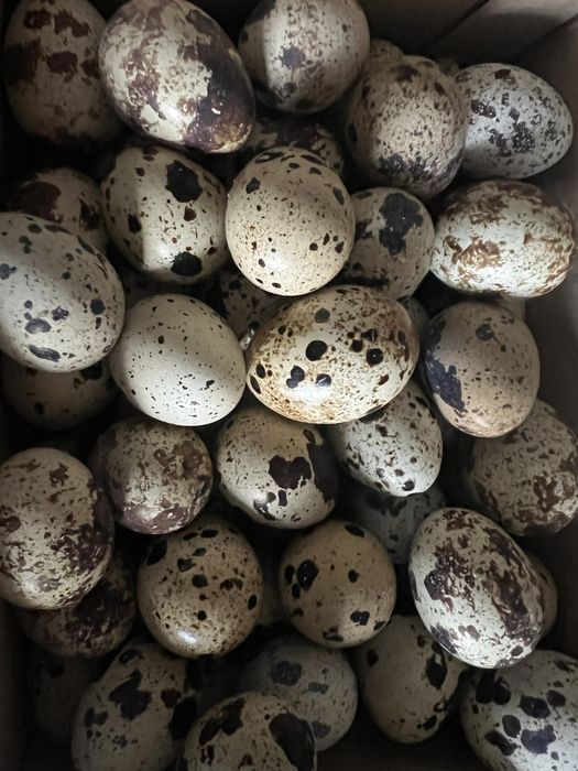 Перепелині домашні яйця 2.50 грн